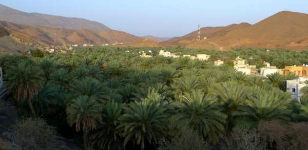 An oasis in Birkat Al-Mawz