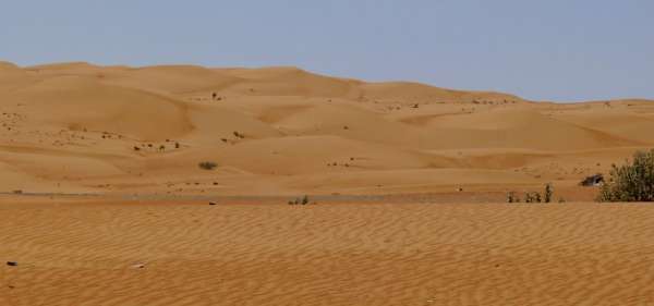 Dunes avec un chameau solitaire