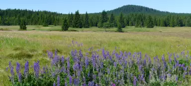 Ore Mountains