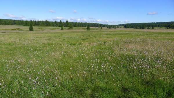Meadows of the Ore Mountains