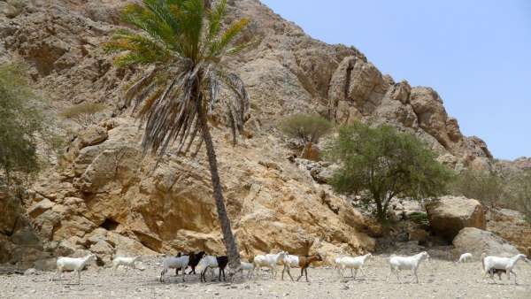 Herds of goats