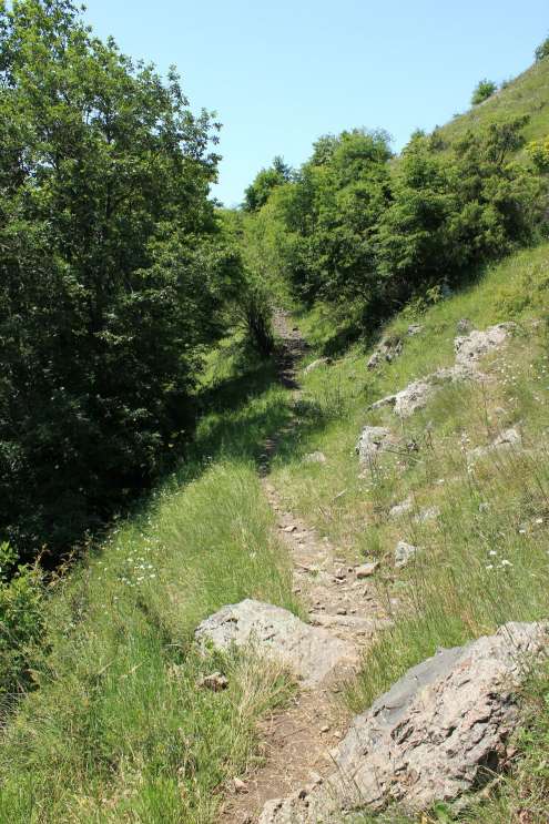 Trail door het bos onder Mount Niyal.