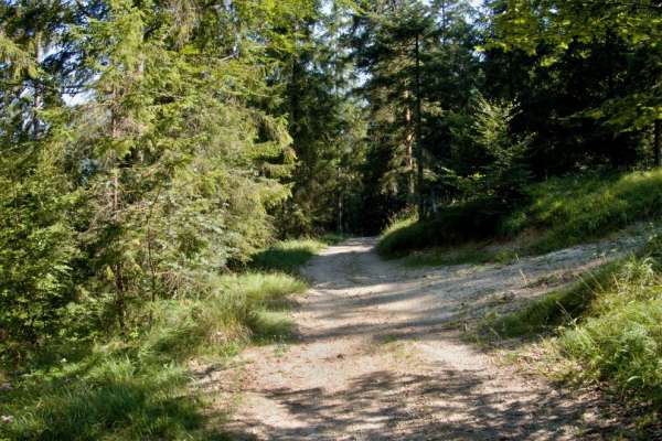 Straße durch den Wald