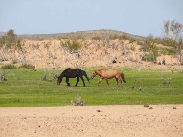 Koně v dunách