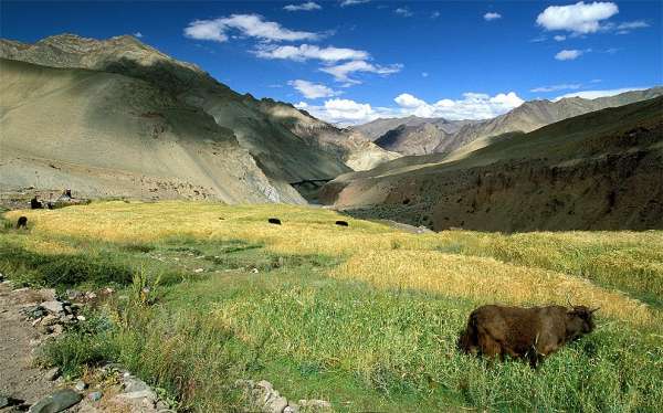 Ladakh veld