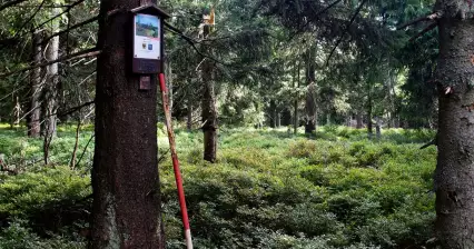 Sparren (Rychlebské-gebergte)
