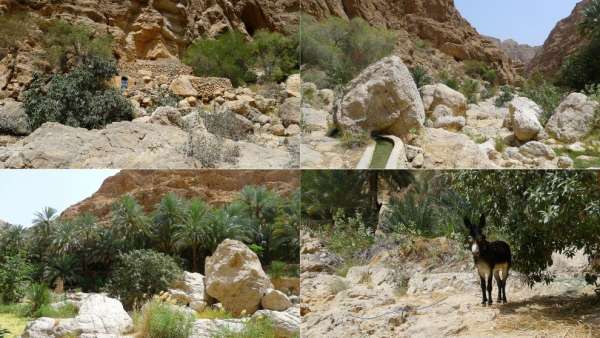 Een oase in Wadi Ash Shab