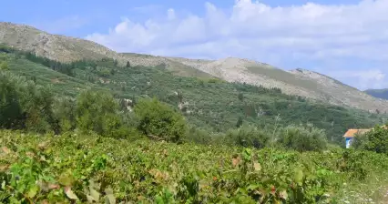 Jazda w głąb lądu Zakynthos