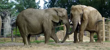 ZOO de Dvůr Králové