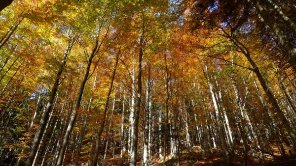 Bukové krkonošské lesy na podzim