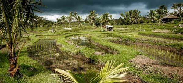 Rýžové terasy Jatiluwih: Doprava