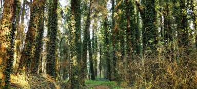 Богемский лес
