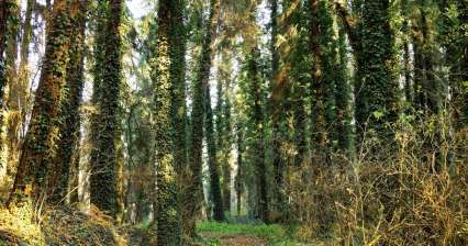 Богемский лес