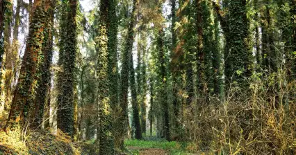 Bosque de Bohemia