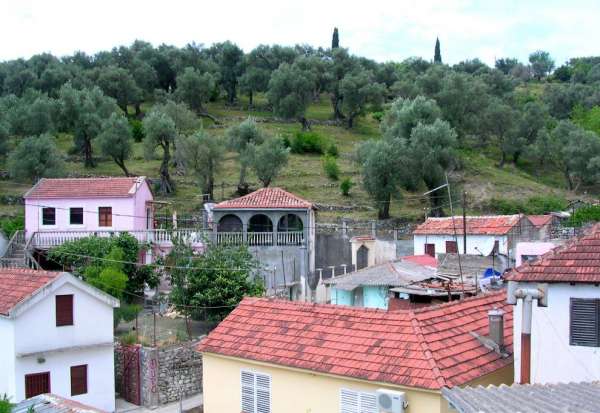 Staré olivovníky v okolí Stari Bar