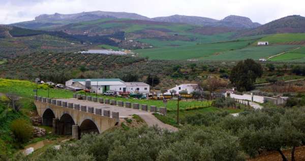 Uma região de oliveiras além da cidade de Ardales
