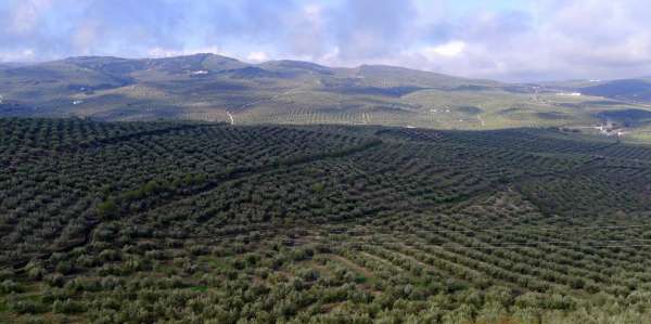 Endless sets of olive trees