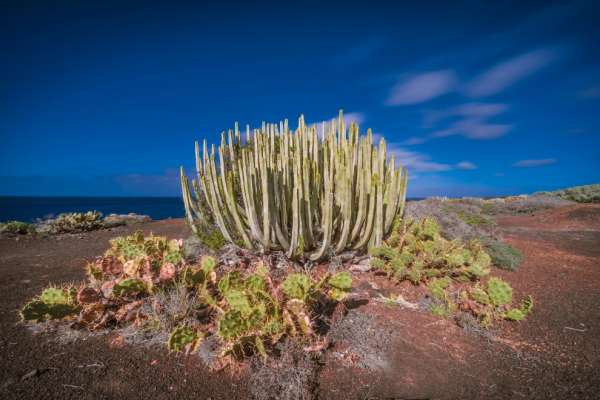 Vegetation