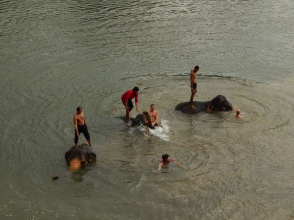 купание слонов