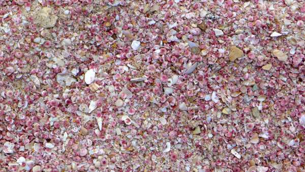 Růžový písek
