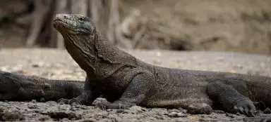 Viagem a Komodo