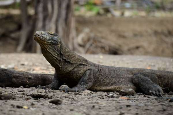Varan