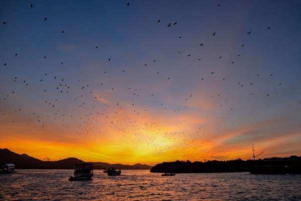Lots of fruit bats