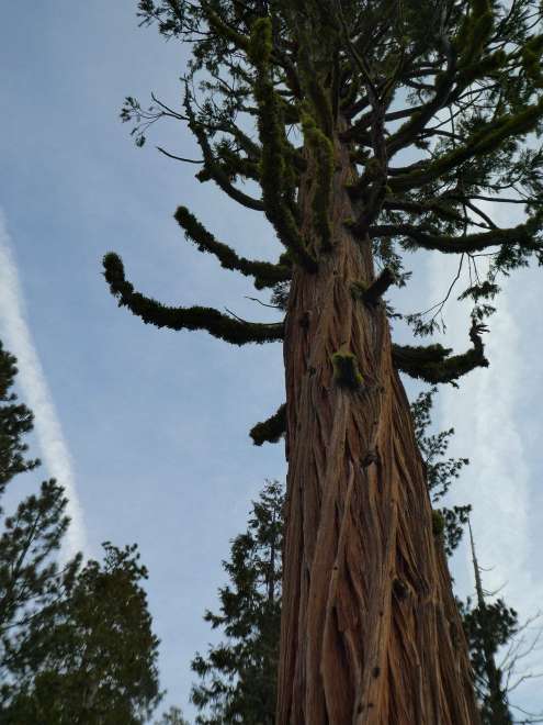 Conifers covered with moss