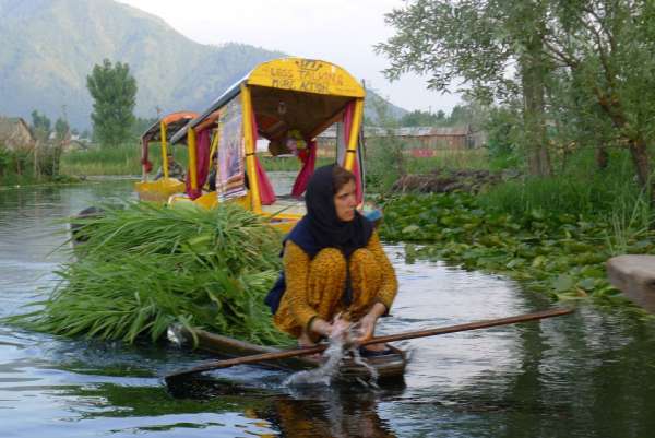 Cargo of aquatic plants