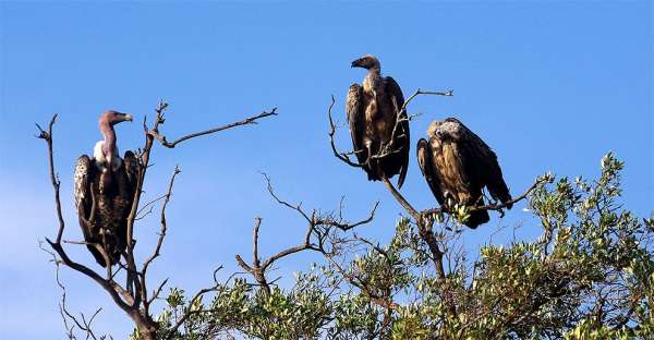 Vultures waiting for breakfast