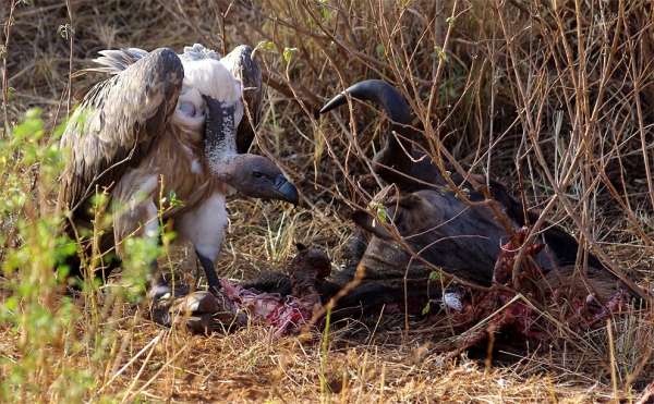 Vultures feast