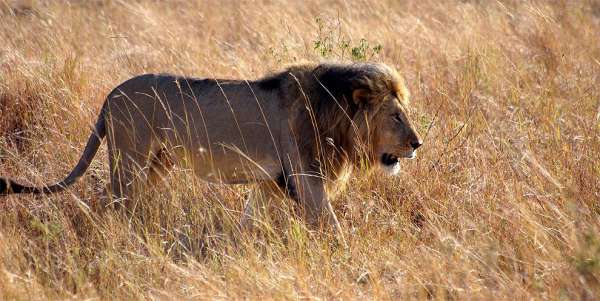 Roi des animaux - lion