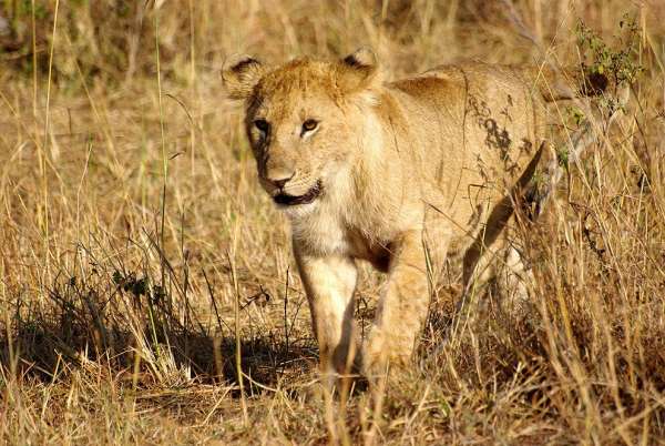 Lion cub