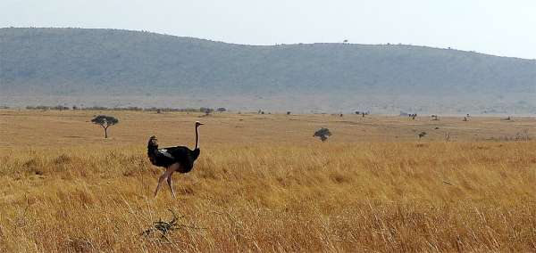 Intrepid ostrich