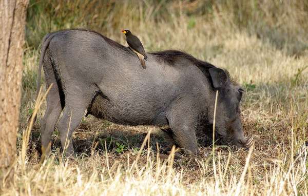 Warthog