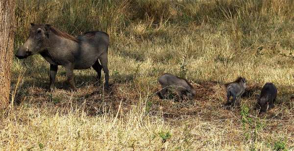 Family of warthog