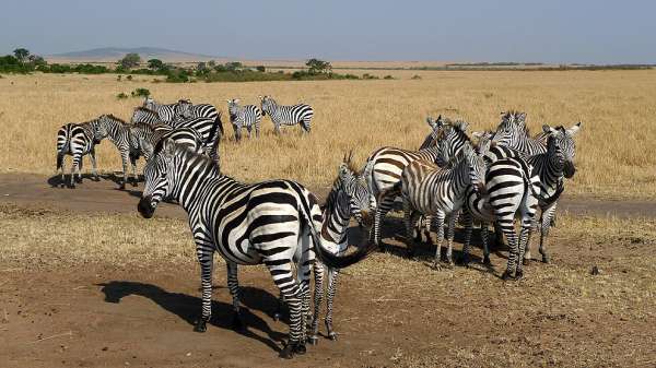 Zebras