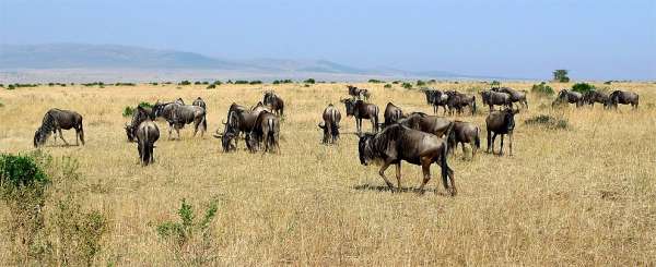 Wildebeest