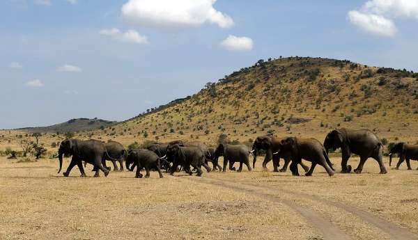 Uma manada de elefantes