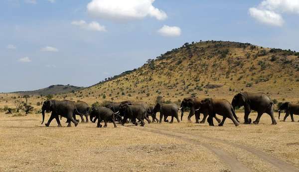 Herd of elephants