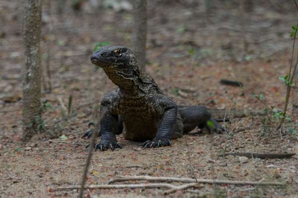 Komodo dragon