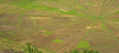 Pola ryżowe w pobliżu Ruteng
