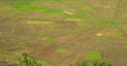 Pola ryżowe w pobliżu Ruteng