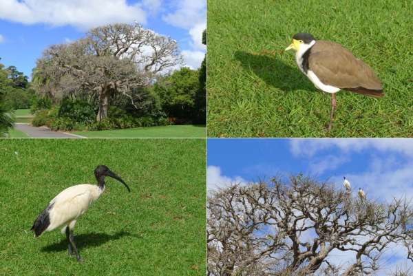 Vogels in de botanische tuin