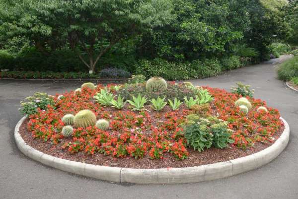 Cactus roundabout