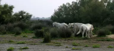 Camargue