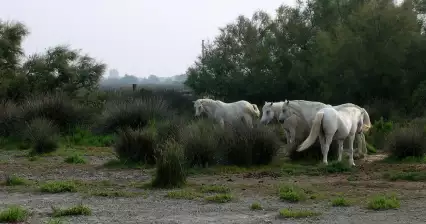 Camargue