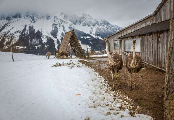 Ostrich farm