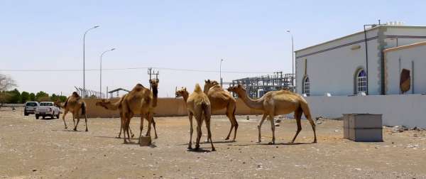 Camelos na estrada