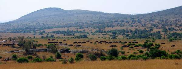 Migration des gnous